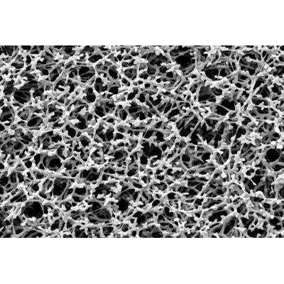 Sartorius 11304--47----ACN Nongridded Sterile Cellulose Membrane Filter, 0.8 um, 47 mm, 100/pk
