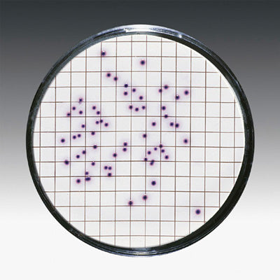 Sartorius 11406--47----ACN Gridded Sterile Cellulose Nitrate Membrane Filter, 0.45 um, 47 mm, 100/pk