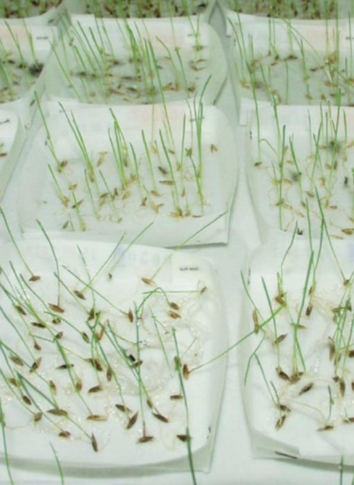 Ahlstrom 8001-1015 Seed Testing Paper, Grade 8001, 25.40cm x 38.10cm, 1000/pk