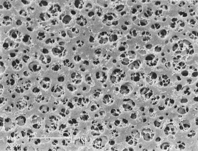 Sartorius 11106-100------N Acetate Membrane Filter, 0.45 um, 100 mm, 100/pk