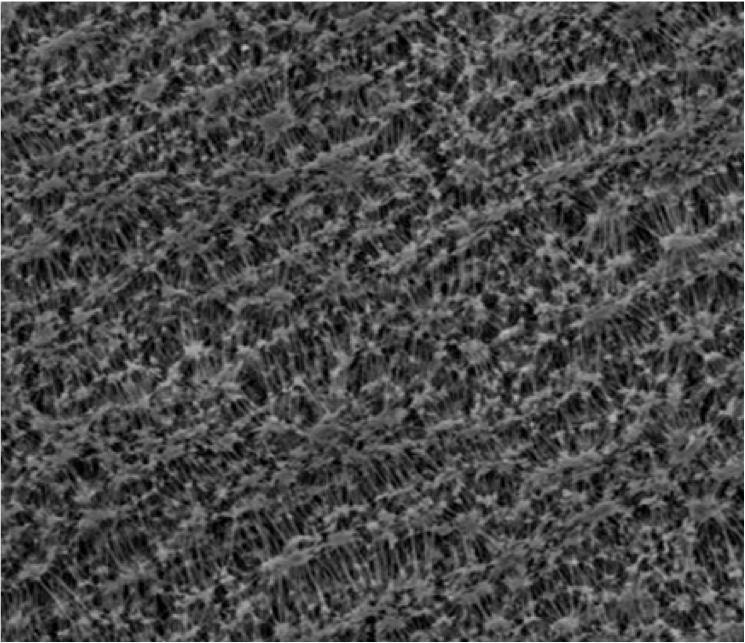 GVS 1215494 PTFESep™, Filtration Membrane, Polytetrafluoroethylene 90mm 0.45 µm
