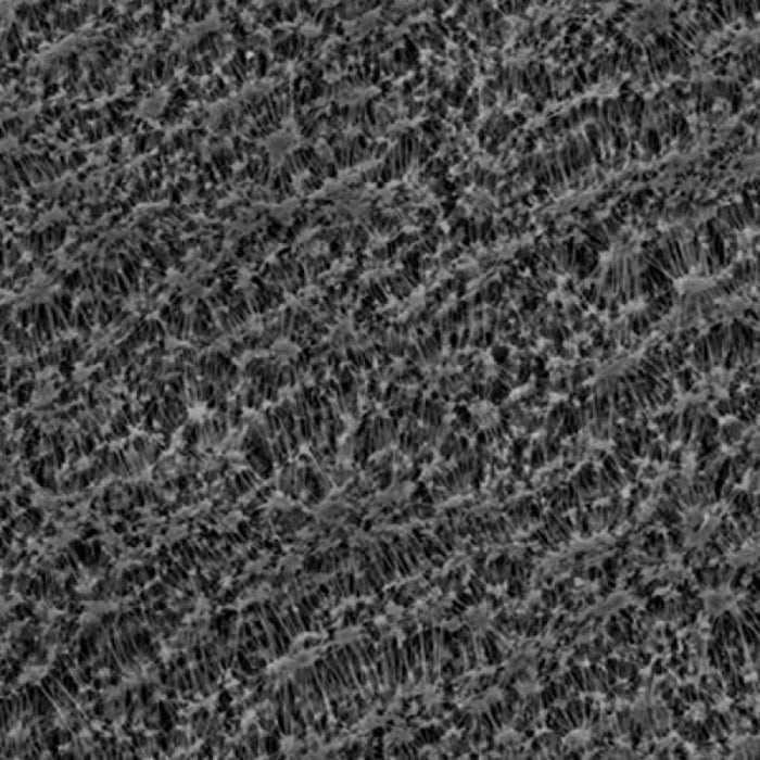 GVS 1235299 Hydrophobic PTFE Filter Membrane 1 µm, (50/Pack)