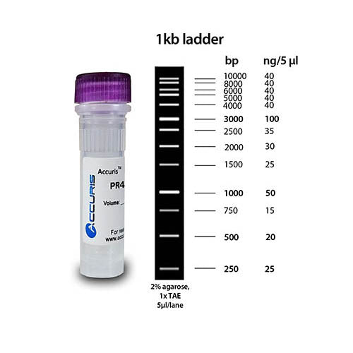 Accuris PR4100-100 SmartCheck 1kb DNA Ladder, 500ul/100 lanes, 0.1 mg/ml Concentration