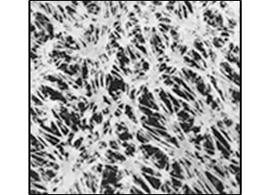 Ahlstrom 785002 Membrane filter MCE white w/black grid STERILE,47 mm